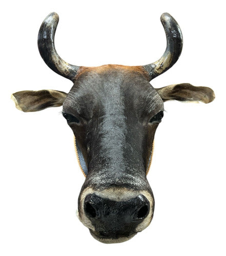 Decoração De Parede Cabeça De Boi Nelore Empalhada